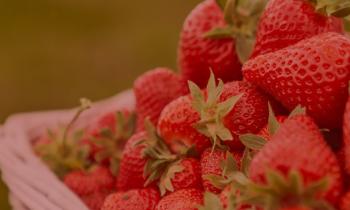 Strawberry Garden Tour-04.jpg
